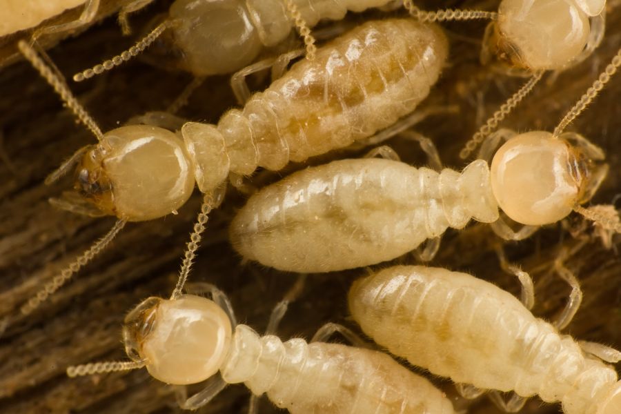 termite life cycles in Baton Rouge LA - Dugas Pest Control