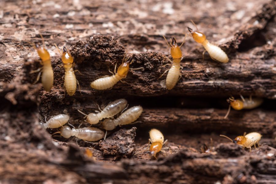 What termites are in Baton Rouge LA - Dugas Pest Control