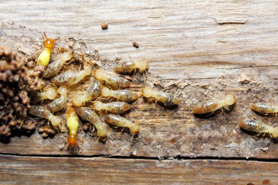 How much damage can termites cause in Baton Rouge LA - Dugas Pest Control