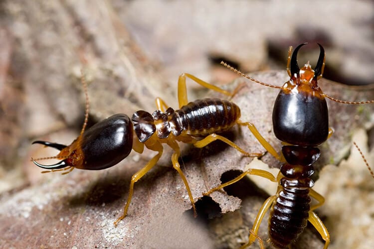 How do termites spread in Baton Rouge LA - Dugas Pest Control