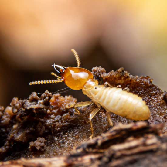 Identify Termites in Baton Rouge LA - Dugas Pest Control
