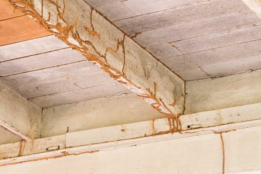 What does termite damage look like in Baton Rouge LA - Dugas Pest Control