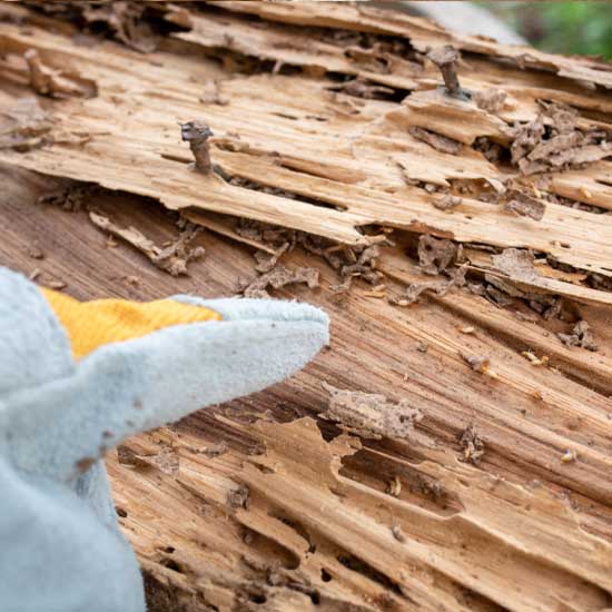 Termite damage identification in Baton Rouge LA - Dugas Pest Control