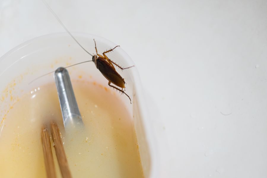 Will Termite Treatment Kill Other Bugs in Baton Rouge LA - Dugas Pest Control