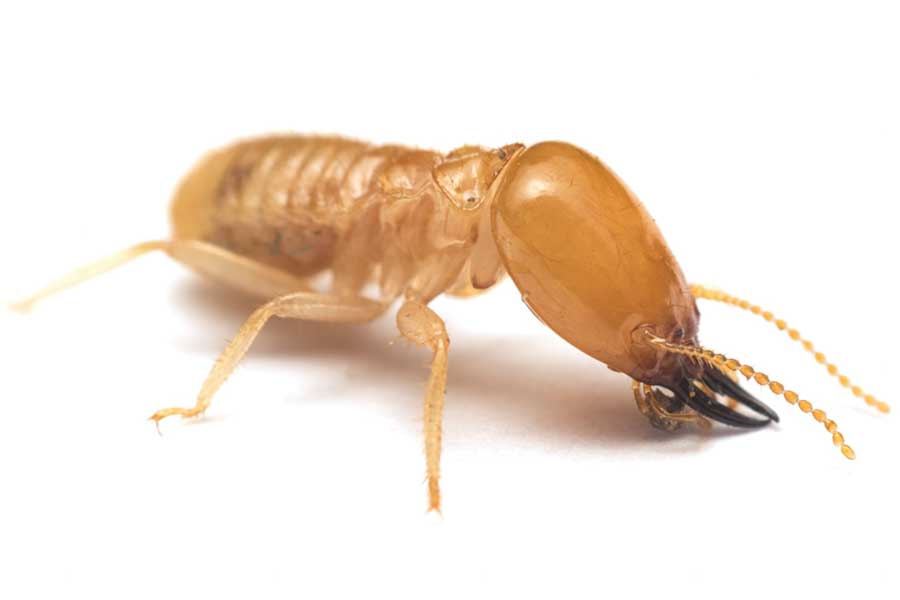 What does a termite look like in Baton Rouge LA - Dugas Pest Control