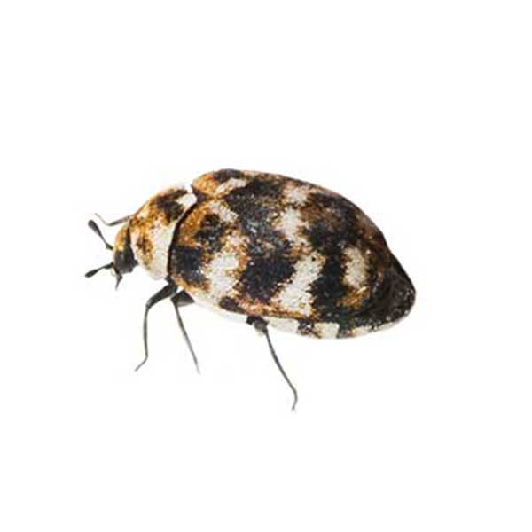 Varied carpet beetle identification in Baton Rouge LA - Dugas Pest Control