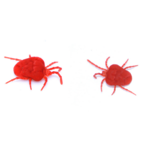 Clover mite identification in Baton Rouge LA - Dugas Pest Control