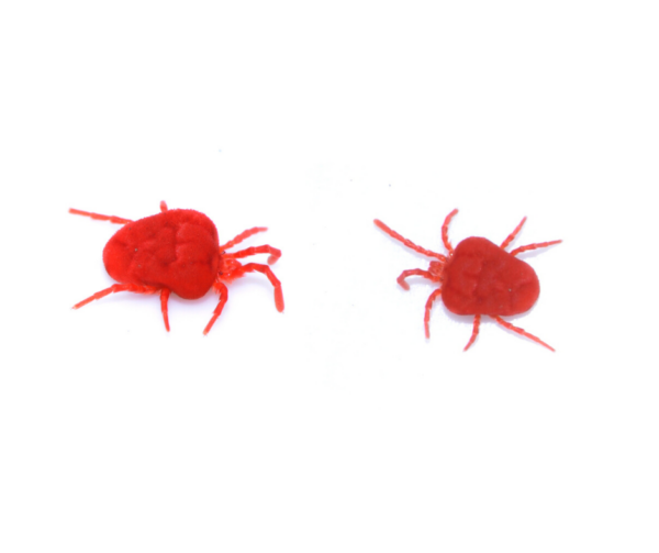 Clover mite identification in Baton Rouge LA - Dugas Pest Control