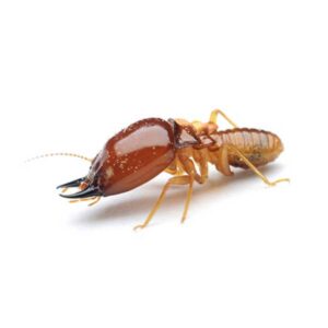 Formosan termite identification in Baton Rouge LA - Dugas Pest Control