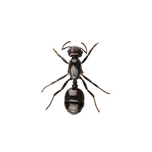 Little black ant identification in Baton Rouge LA - Dugas Pest Control