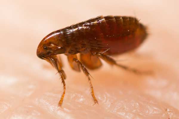 Flea extermination in Baton Rouge LA - Dugas Pest Control