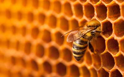 Honeybee found in Baton Rouge LA - Dugas Pest Control