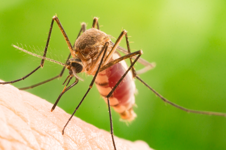 Mosquito Treatment in Baton Rogue and New Orleans LA - Dugas Pes Control