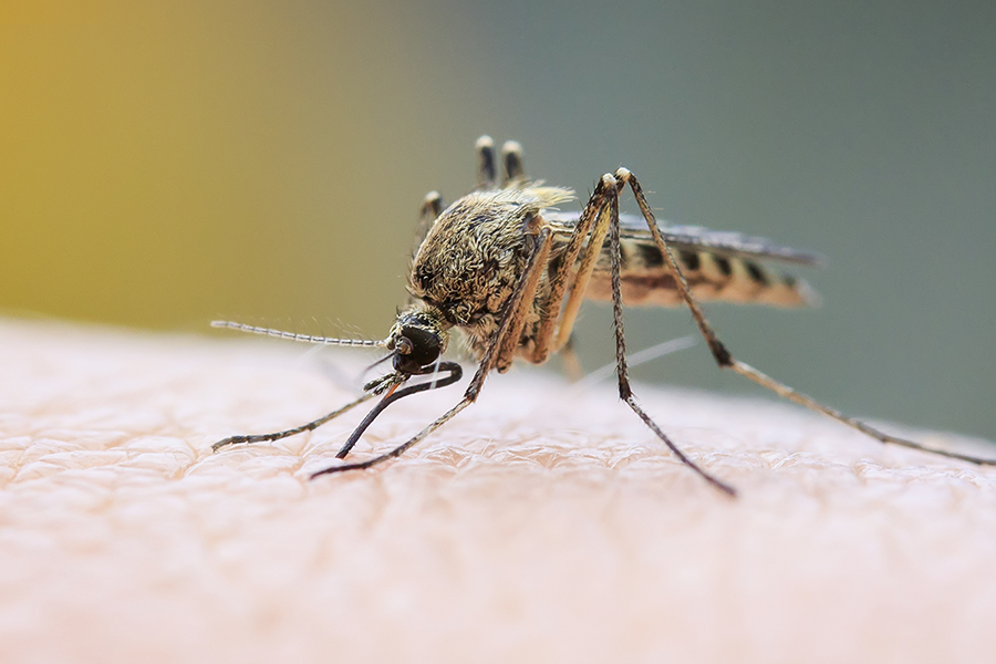 Mosquito Prevention in Baton Rogue and New Orleans LA - Dugas Pes Control