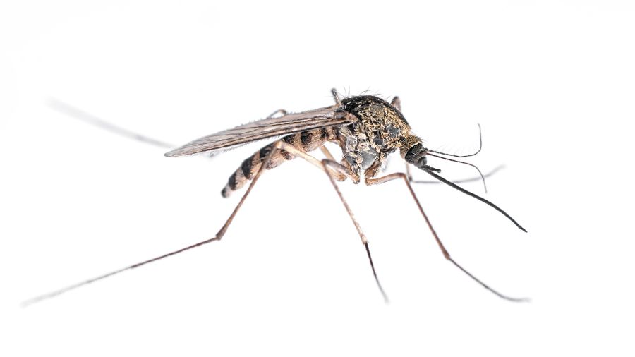 What do mosquitoes look like in Baton Rogue and New Orleans LA - Dugas Pes Control