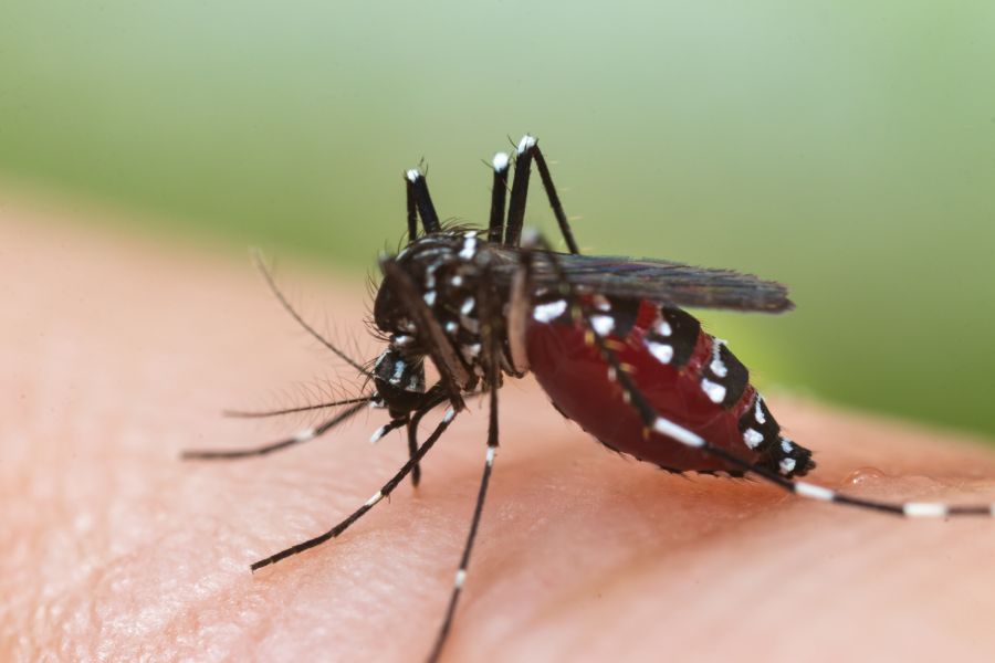 Can mosquitoes transmit HIV or AIDS in Baton Rogue and New Orleans LA - Dugas Pes Control