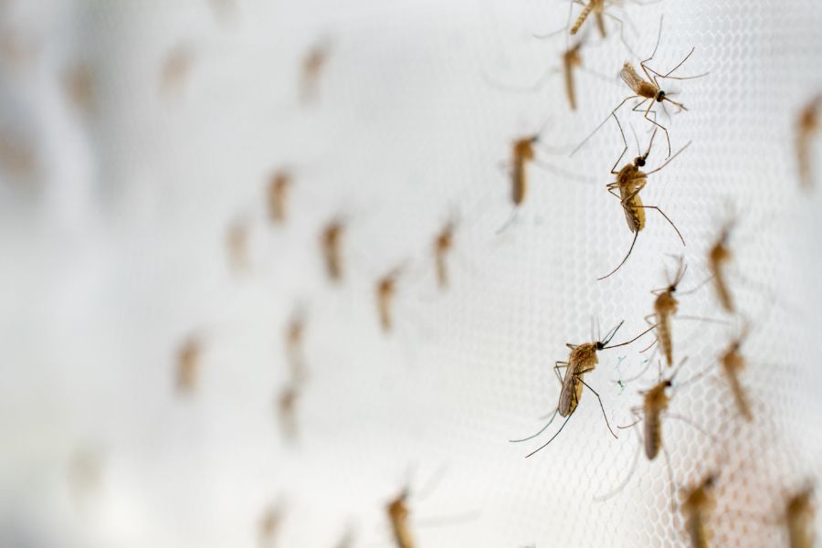 Where do mosquitoes breed in Baton Rogue and New Orleans LA - Dugas Pes Control