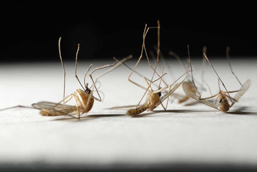 What is the lifespan of a mosquito in Baton Rogue and New Orleans LA - Dugas Pes Control