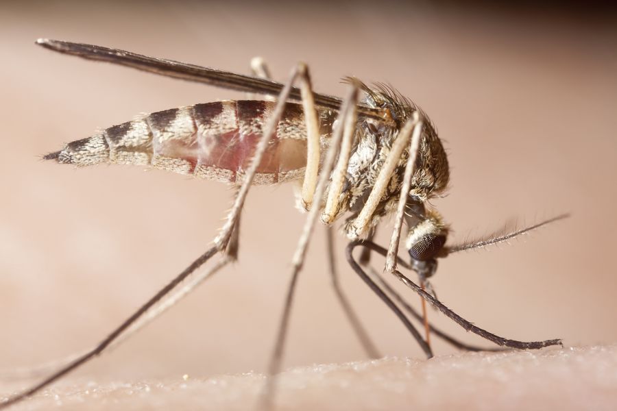 What diseases do mosquitoes spread in Baton Rogue and New Orleans LA - Dugas Pes Control