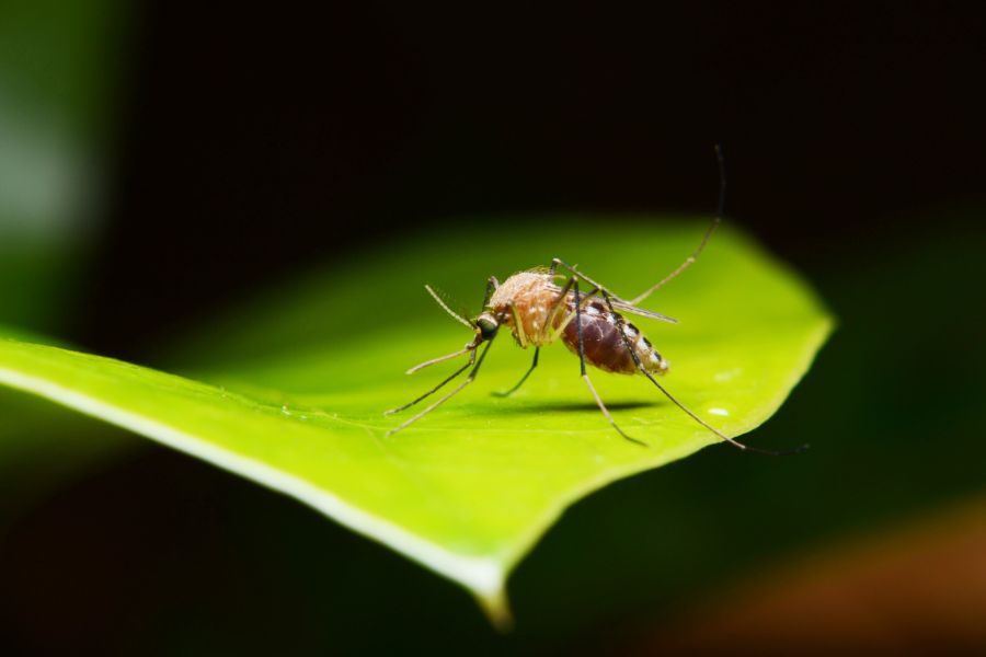 What do mosquitoes eat in Baton Rogue and New Orleans LA - Dugas Pes Control