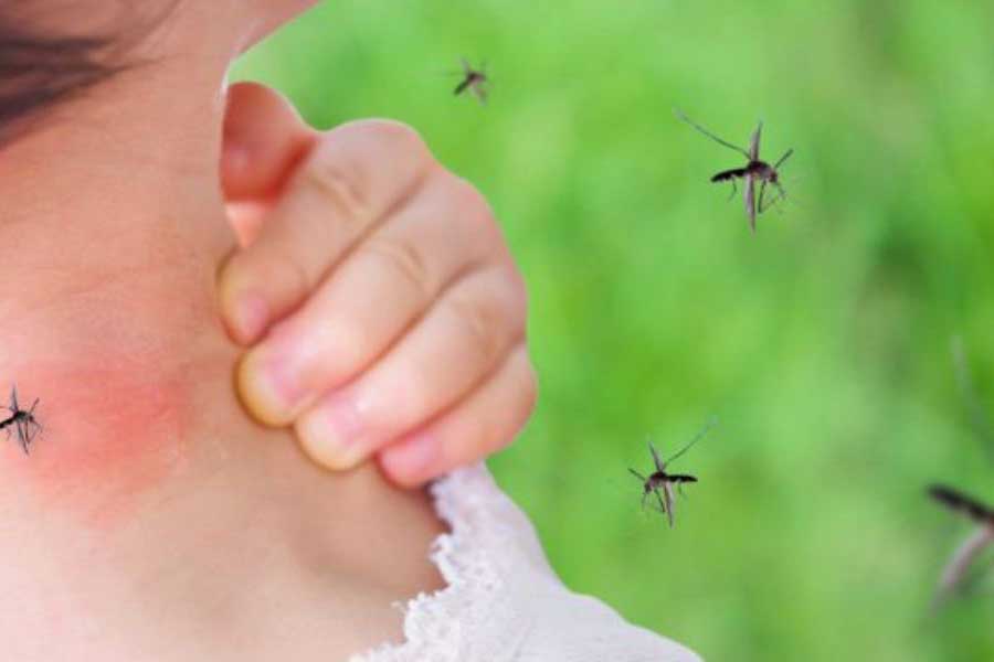 What attracts mosquitoes in Baton Rogue and New Orleans LA - Dugas Pes Control