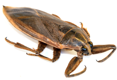 Water bug identification in Baton Rouge LA - Dugas Pest Control