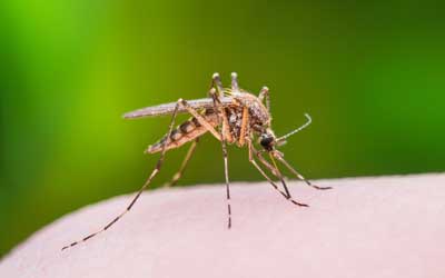 A mosquito biting a person in Baton Rouge LA - Dugas Pest Control