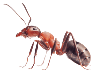 Ant Extermination in Baton Rogue and New Orleans LA - Dugas Pes Control