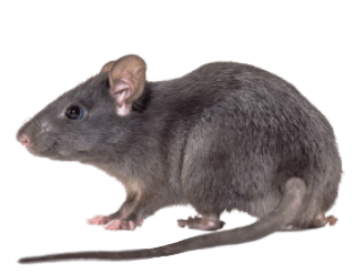 Rat Extermination in Baton Rogue and New Orleans LA - Dugas Pes Control