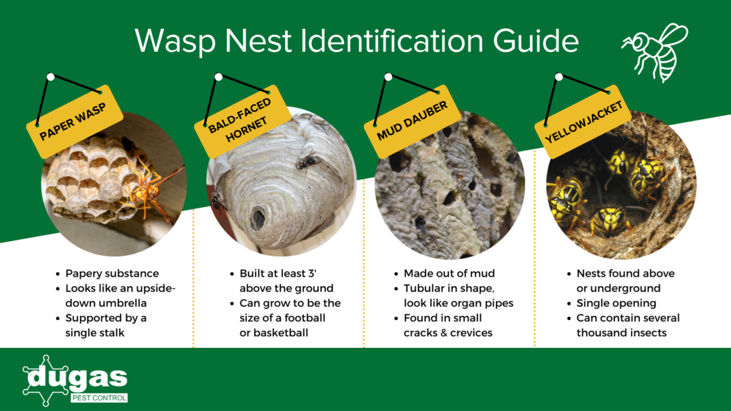 Wasp nest identification guide in Baton Rouge LA - Dugas Pest Control