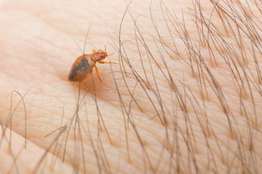 Bed Bug Treatment in Baton Rouge LA - Dugas Pest Control