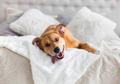 Can pets spread bed bugs  in Baton Rouge LA - Dugas Pest Control