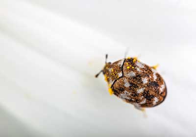How to tell if you have bed bugs or carpet beetles in Baton Rouge LA - Dugas Pest Control