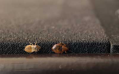 How do bed bugs spread in Baton Rouge LA - Dugas Pest Control