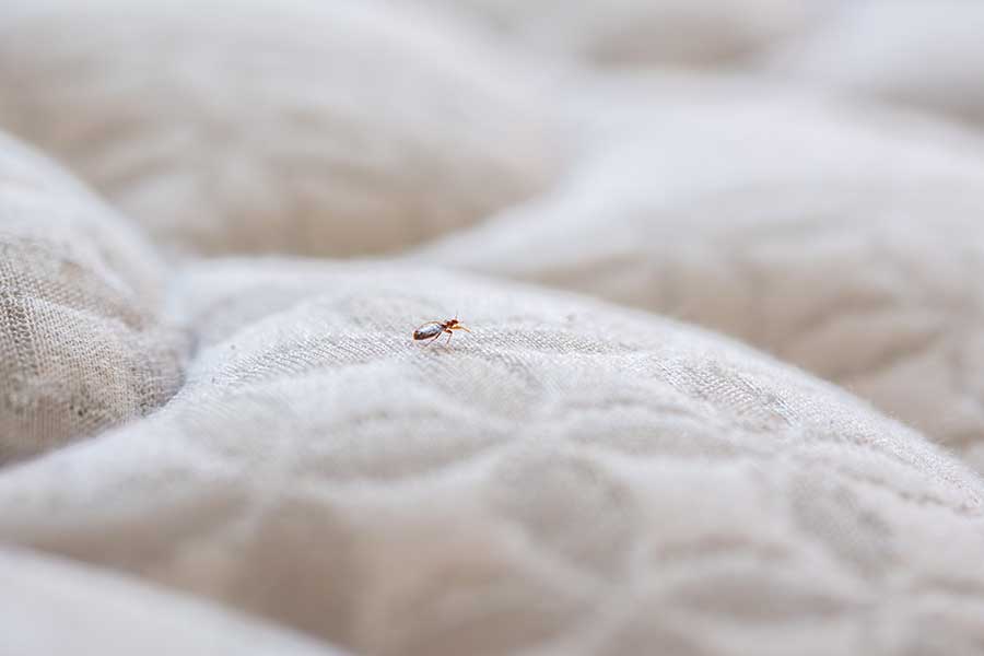 Does anything keep bed bugs away in Baton Rouge LA - Dugas Pest Control