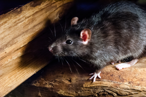 Roof rat in Baton Rouge LA home - Dugas Pest Control