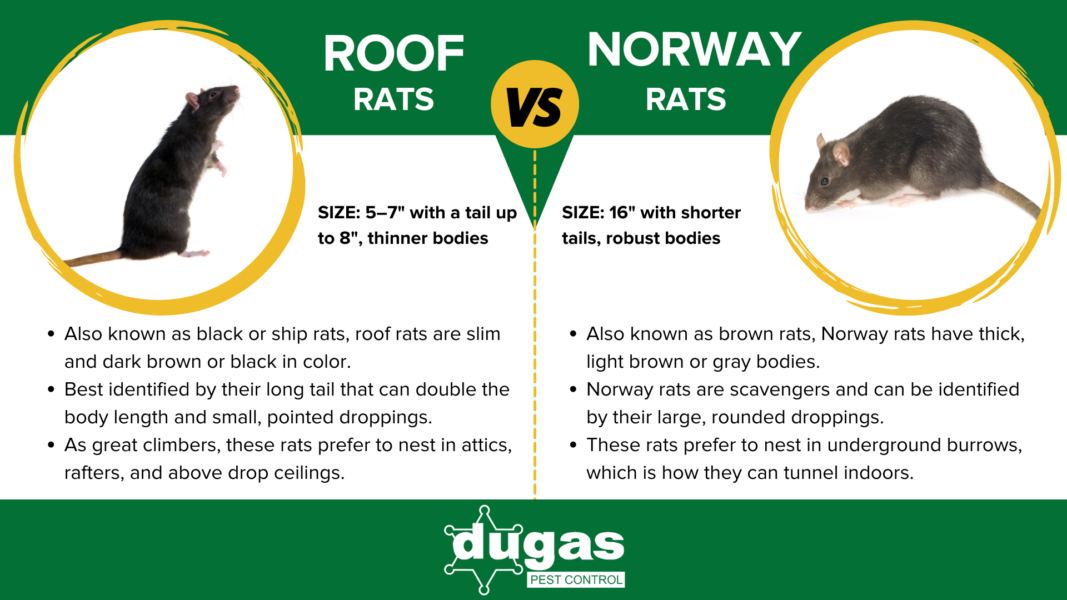 Roof rat vs Norway rat infographic - 