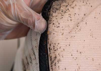 How to spot bed bugs in Baton Rouge LA - Dugas Pest Control
