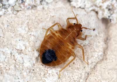 What do bed bugs look like in Baton Rouge LA - Dugas Pest Control