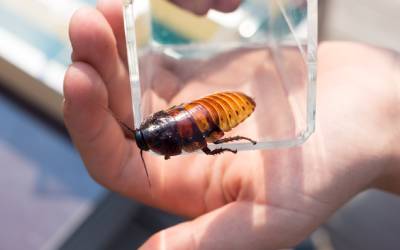 A cockroach found in Baton Rouge LA - Dugas Pest Control