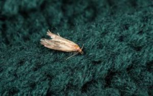 What clothes moths look like in Baton Rouge LA - Dugas Pest Control