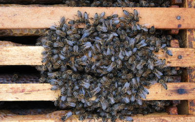 Winter bee hive in Baton Rouge LA - Dugas Pest Control