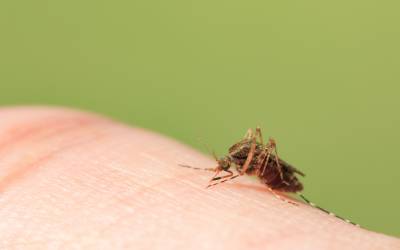 A mosquito in Baton Rouge LA - Dugas Pest Control