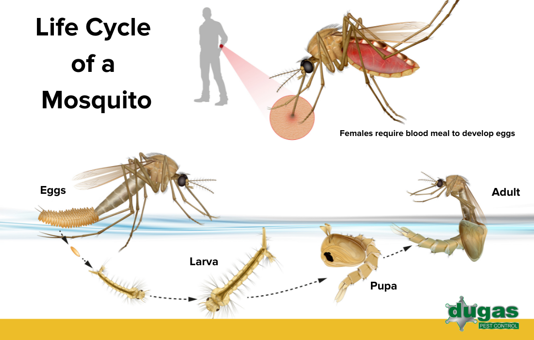 The lifecycle of a mosquito - Dugas Pest Control
