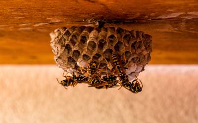 Wasps hanging out at their nest