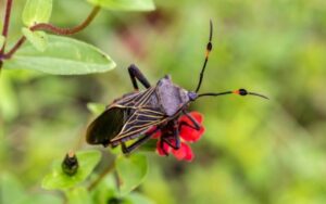 A kissing bug rests on a red flower in Baton Rouge LA.
