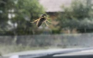 Wasp on a car window in Louisiana